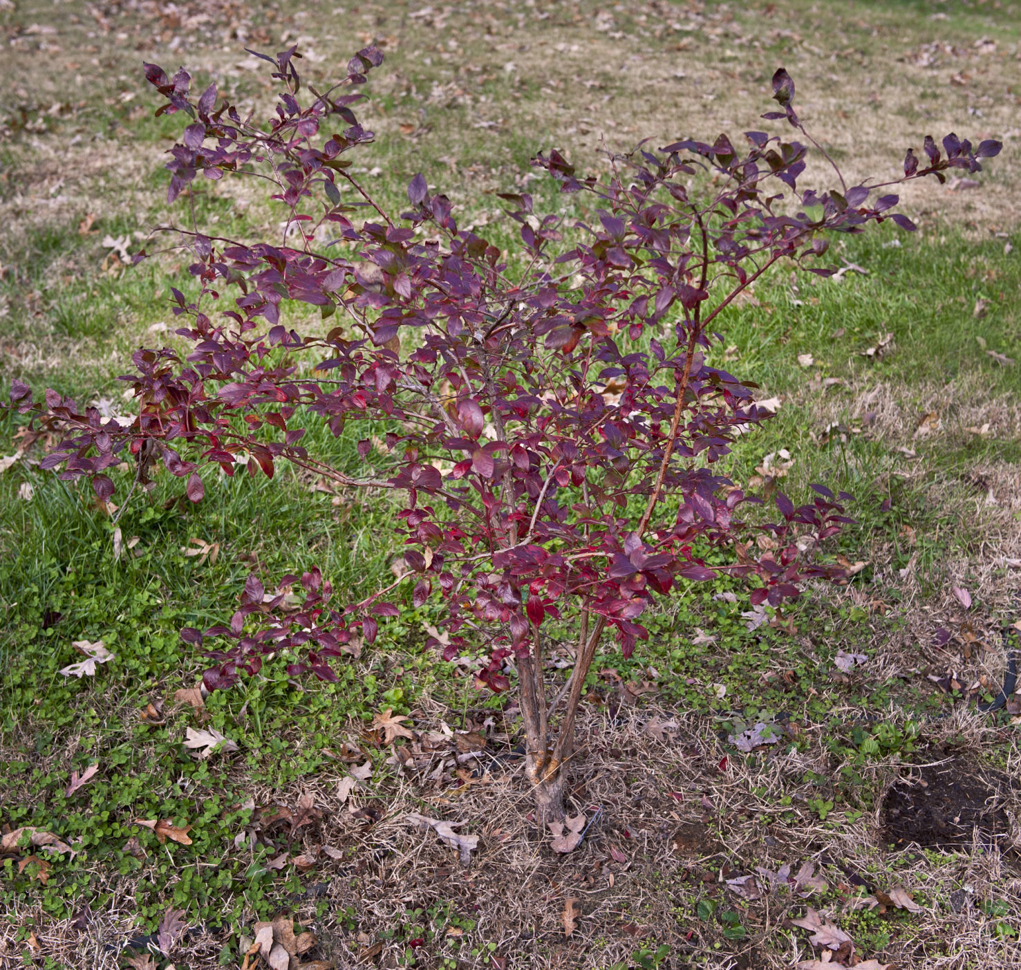 Edible Landscaping